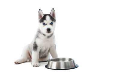 L’alimentation du chien aux différents stades physiologiques